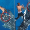 ‘천상의 휴양지’ 몰디브마저…폐밧줄에 꽁꽁 묶인 고래상어 (영상)