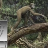 “인류 조상, 최소 440만년전까지 침팬지처럼 나무탔다”(연구)
