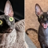 “악마 닮았다” 퇴마 의식까지 권유받은 고양이의 사연