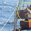 태국 침몰 선박에 남겨진 고양이 4마리, 해군이 구출