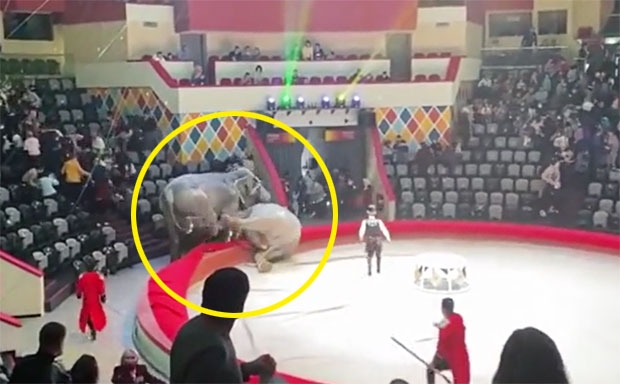 러시아 서커스장 코끼리의 반란? 기습 난투극에 관객 혼비백산 (영상)