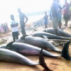 “먹지마세요”…가나 해변 돌고래 80마리 등 미스터리 떼죽음