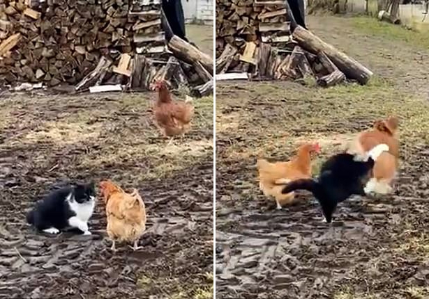 닭도 서로 돕는다…힘 합쳐 고양이 쫓아낸 두 암탉 (영상)