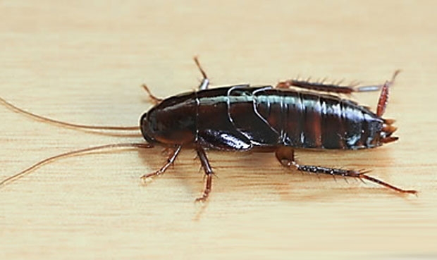 ‘바퀴벌레 공포증’ 아내 탓 3년간 18번 이사…남편 이혼 결심