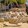 ‘멸종위기 대왕조개’ 약 280억원 어치 압수한 필리핀 경찰