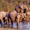 밀렵꾼의 최후…코뿔소 밀렵하려다 코끼리에 짓밟혀 사망