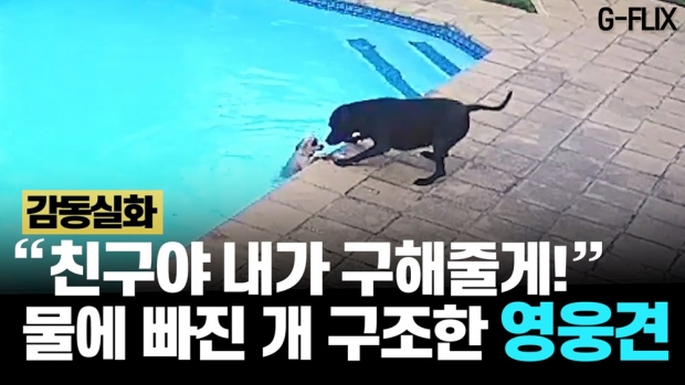 [이슈플릭스] “친구야 내가 구해줄게”…물에 빠진 개 구조한 영웅견
