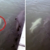 [영상] 美 해변서 희귀 ‘흰 돌고래’ 새끼 포착…알비노 추정