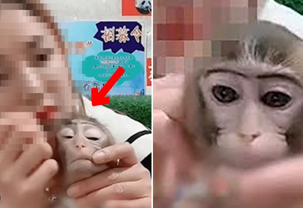 [영상] 원숭이 얼굴에 짙은 눈화장…中 동물원 또 동물학대