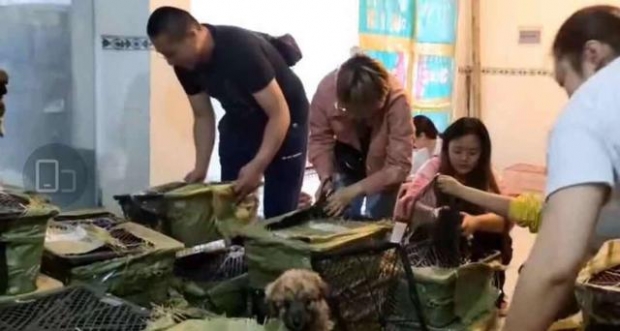 [여기는 중국] 반려동물 몇백 마리 택배상자 담겨 유통 논란