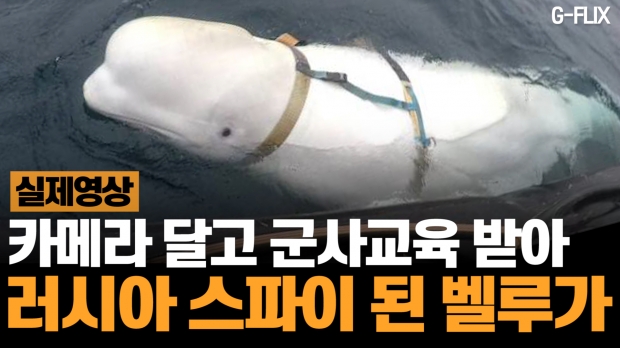 ‘러시아 스파이’ 돌고래 벨루가는 그후 어떻게 살고있을까?