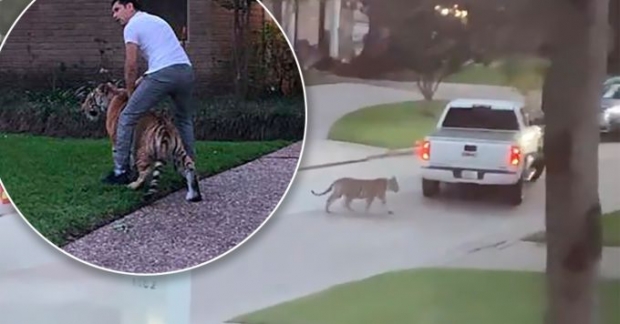 전세계 야생 호랑이보다 미국사는 호랑이가 더 많은 이유