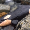 인간이 미안해…새끼 범고래 몸에서 ‘금지된 화학물질’ 검출