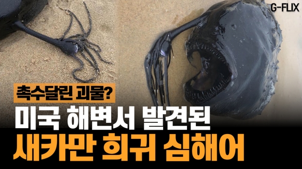 [애니멀플릭스] 머리에 ‘빛나는 발광 촉수 달린 심해어의 정체는?