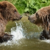 사육장 탈출한 두 불곰 안락사 처리한 英 동물원 논란