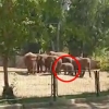 [영상] 공습 사이렌 울리자 새끼 에워싸 보호한 동물원 코끼리들