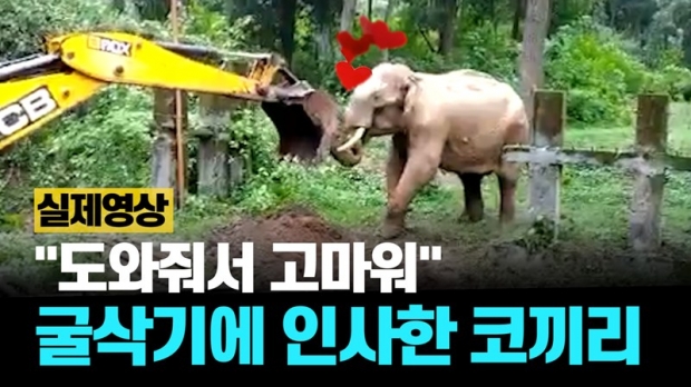 [이슈플릭스] 자신 구해준 굴삭기에 ‘감사 인사’ 전하는 코끼리