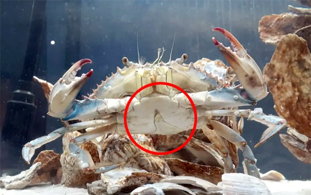 미국서 반은 암컷, 반은 수컷 ‘아수라 꽃게’ 잡혔다