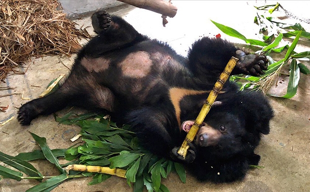 지하감옥서 17년 쓸개즙만 뽑힌 베트남 반달곰 구조됐지만…