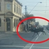 [여기는 호주] 코로나로 거리 텅비자…봉쇄된 멜버른 시내 뛰어 다니는 사슴