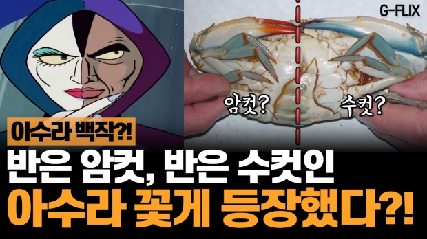 [애니멀플릭스] 반은 암컷, 반은 수컷 ‘아수라 꽃게’의 비밀