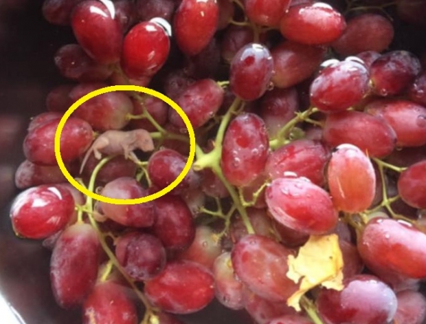 [여기는 호주] 대형마트서 사온 포도 안에 죽은 새끼쥐…쥐떼 창궐 영향?