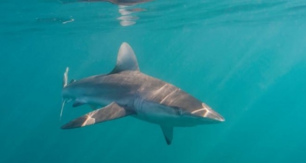 [여기는 호주] 아빠와 스노클링 하던 10살 소년, 식인 상어에 물려
