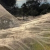 [여기는 호주] 홍수 후 생긴 거대한 거미줄…알고보니 자연의 경이로움