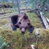 굶주린 시베리아불곰에게…16세 러 가이드 참혹한 죽음