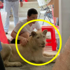 중국인이 키우던 애완사자 압수… “송곳니·발톱 강제 제거”