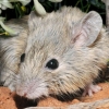 호주서 멸종한 토착 쥐, 150년 만에 외딴 섬 생존 확인 (연구)