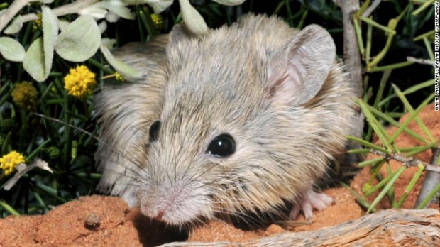호주서 멸종한 토착 쥐, 150년 만에 외딴 섬 생존 확인 (연구)