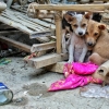 27년간 유기 개·고양이 수만 마리 구한 中 승려의 사연