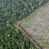 ‘지구의 허파’ 아마존 우림 파괴 사상 최악…불법 벌목 초토화