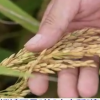 [핵잼 사이언스] 세계 최초 ‘달 여행한’ 쌀, 中서 수확…식량 굴기 이어간다