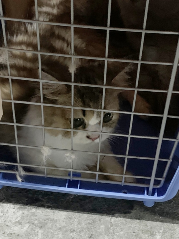 바이러스 위험?…대만, 밀수입 고양이 154마리 안락사 논란