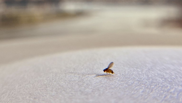 [와우! 과학] 초파리도 ‘확찐자’…홀로 격리되면 덜 자고 더 먹는다