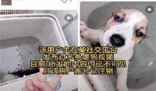 [여기는 중국] “감히 손가락을 깨물어?”…세탁기에 반려견 돌린 견주
