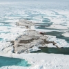 [핵잼 사이언스] 세상의 끝, 이렇게 생겼다… ‘세계 최북단 섬’ 그린란드서 발견