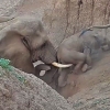[영상] ‘영차영차’ 자꾸 미끄러지는 새끼…포기 안 한 대장 코끼리