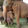 [애니멀나우] 어미 뒤만 졸졸…스리랑카 ‘코끼리 보육원’ 최초 쌍둥이 탄생