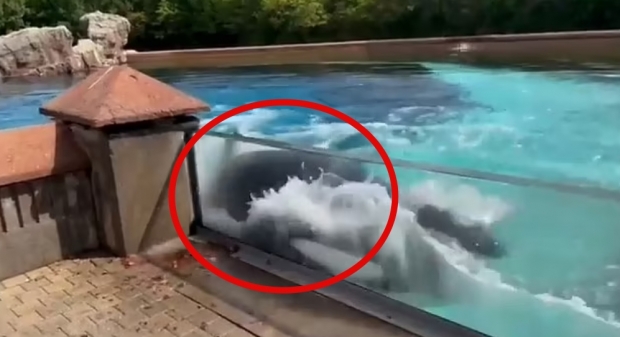 [영상] ‘세상에서 가장 외로운 고래’가 수족관서 보인 충격적 행동