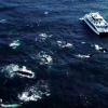 고래 100여마리 배 둘러싸…보기드문 현상 호주 앞바다서 포착
