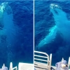 “안녕하세요” 혹등고래가 인사하는 놀라운 순간 (영상)