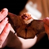 ‘인간 광견병’ 걸린 美 남성 사망...집에서 박쥐 발견