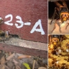 [핵잼 사이언스] “적이다! 공습경보 발령”…꿀벌이 말벌떼 공격 막는 방법