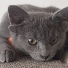 [반려독 반려캣] “살아있는 요정” 귀 4개 쫑긋, 돌연변이 고양이의 신비한 자태