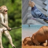 [애니멀 픽!] ‘아야!’ 외줄 타다 다친 원숭이, 가장 웃긴 사진속 야생동물 선정