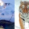 니가 왜 거기서 나와?…시베리아서 ‘백두산 호랑이’ 발자국 발견