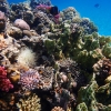 [안녕? 자연] 산호에 달라붙는 미세플라스틱 매년 1814t…조직 괴사·표백 유발